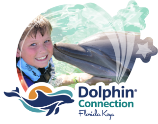 Dolphin Connection