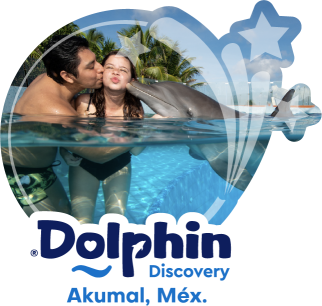 Dolphin Discovery Akumal