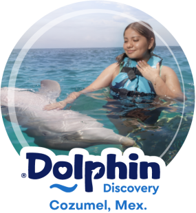 Dolphin Discovery Cozumel