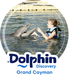 Dolphin Discovery Grand Cayman