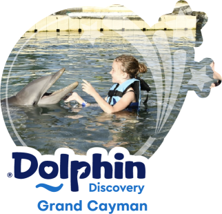 Dolphin Discovery Grand Cayman