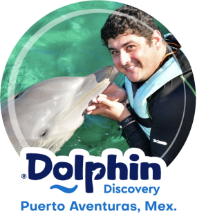 Dolphin Discovery Puerto Aventuras