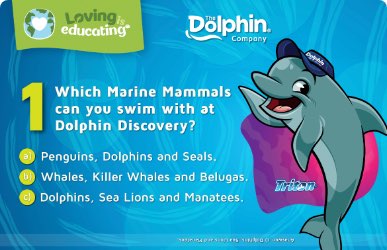 All The Activities The Dolphin Company