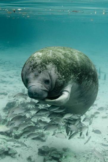 Manatee