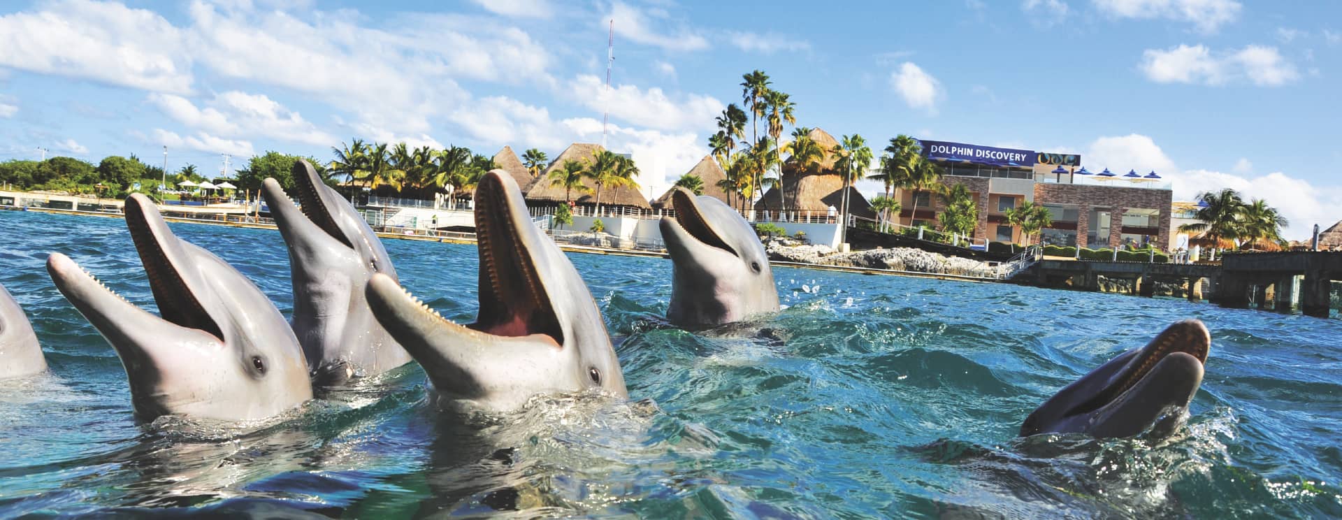 Dolphin Discovery Isla Mujeres