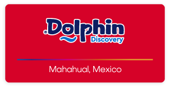 Dolphin Discovery Mahahual Logo