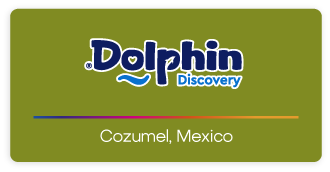 Dolphin Discovery Cozumel Logo
