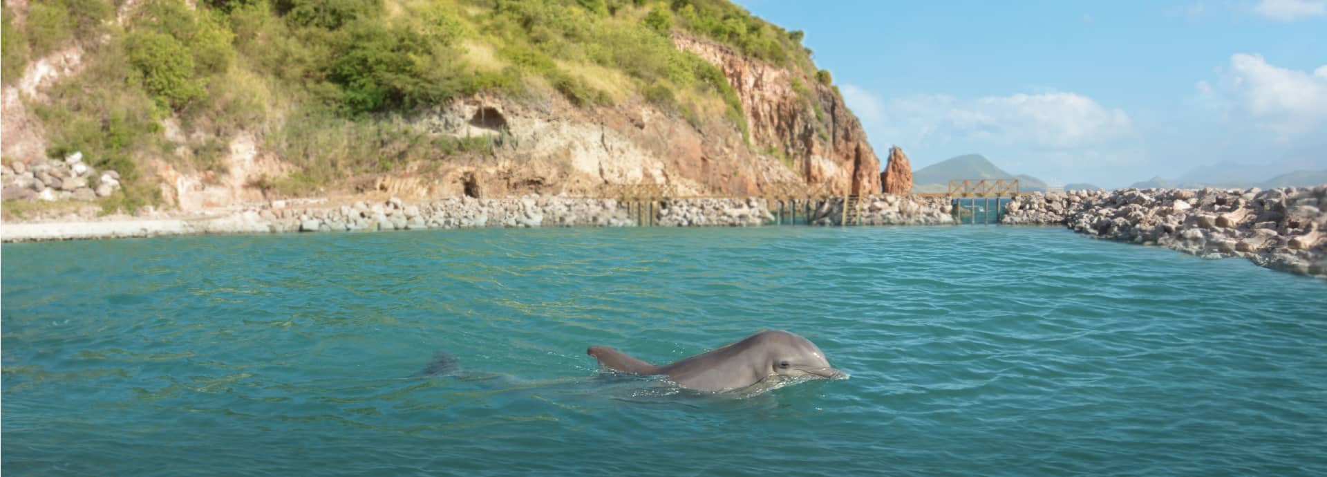 Dolphin Discovery St. Kitts