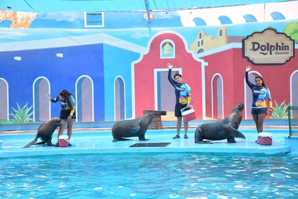 Grupo Dolphin Celebrates The World Sea Lion Day - The Dolphin Company