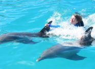 Dolphin Discovery Cayman Swim (7)