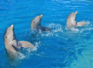 Dolphin Discovery Vallarta (1)