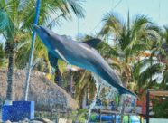 Dolphin Discovery Vallarta (2)