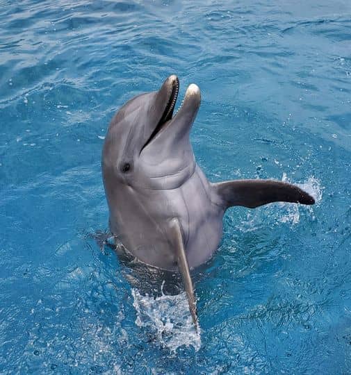 Why today is World Dolphin Day