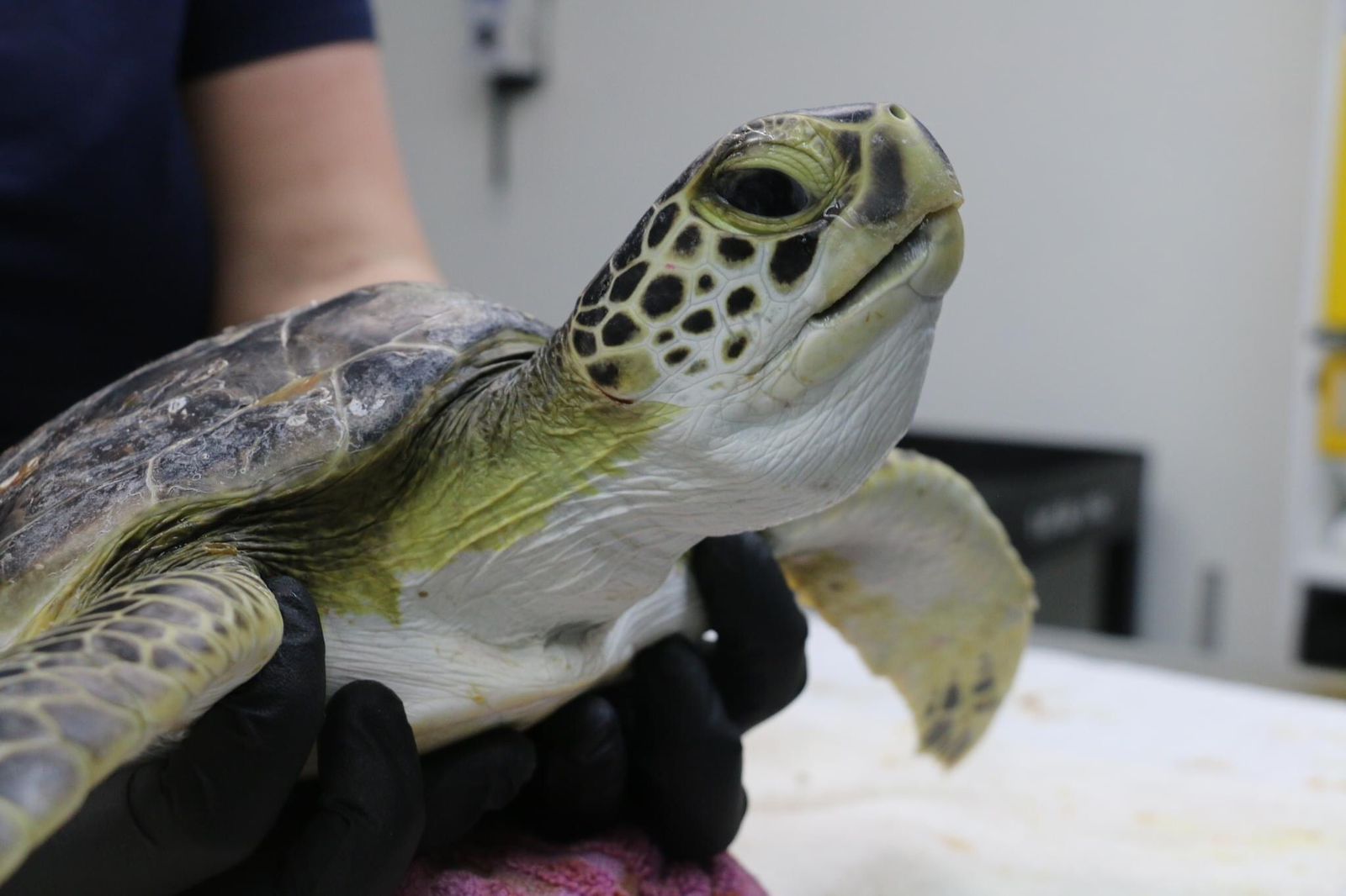 Gulf World Receives 30 Cold-Stunned Sea Turtles - The Dolphin Company