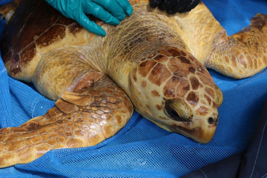 Gulf World Receives 30 Cold-Stunned Sea Turtles - The Dolphin Company