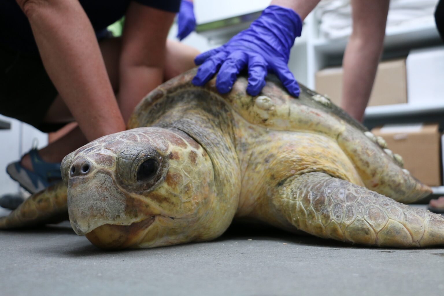 Gulf World Reintegrated a Cold-Stunned Turtle - The Dolphin Company