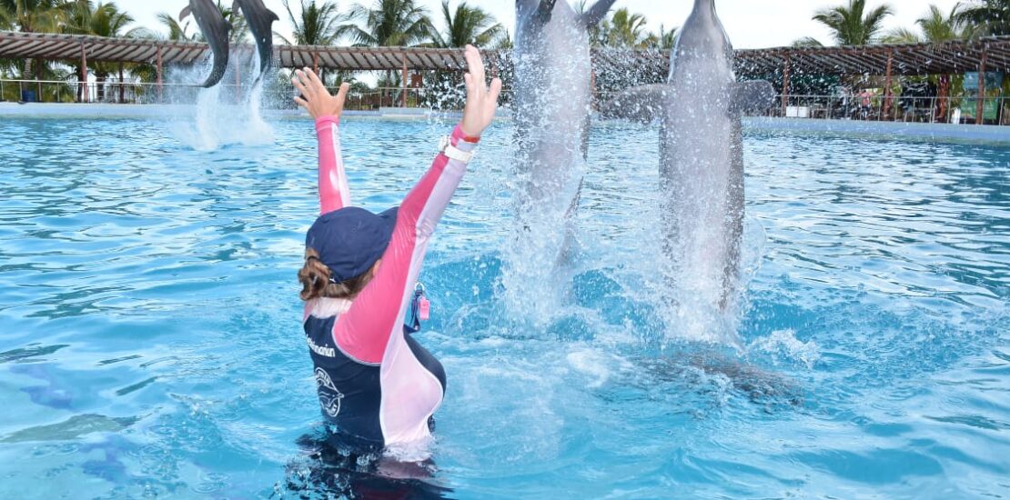 Free Activities for Dolphin Day The Dolphin Company