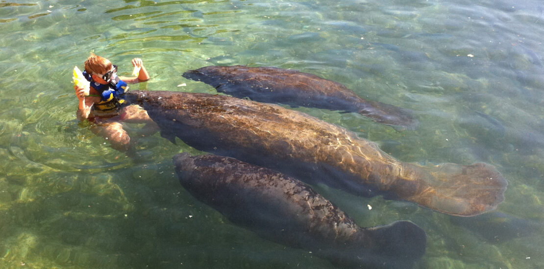 The International Manatee Day will be commemorated with inclusive