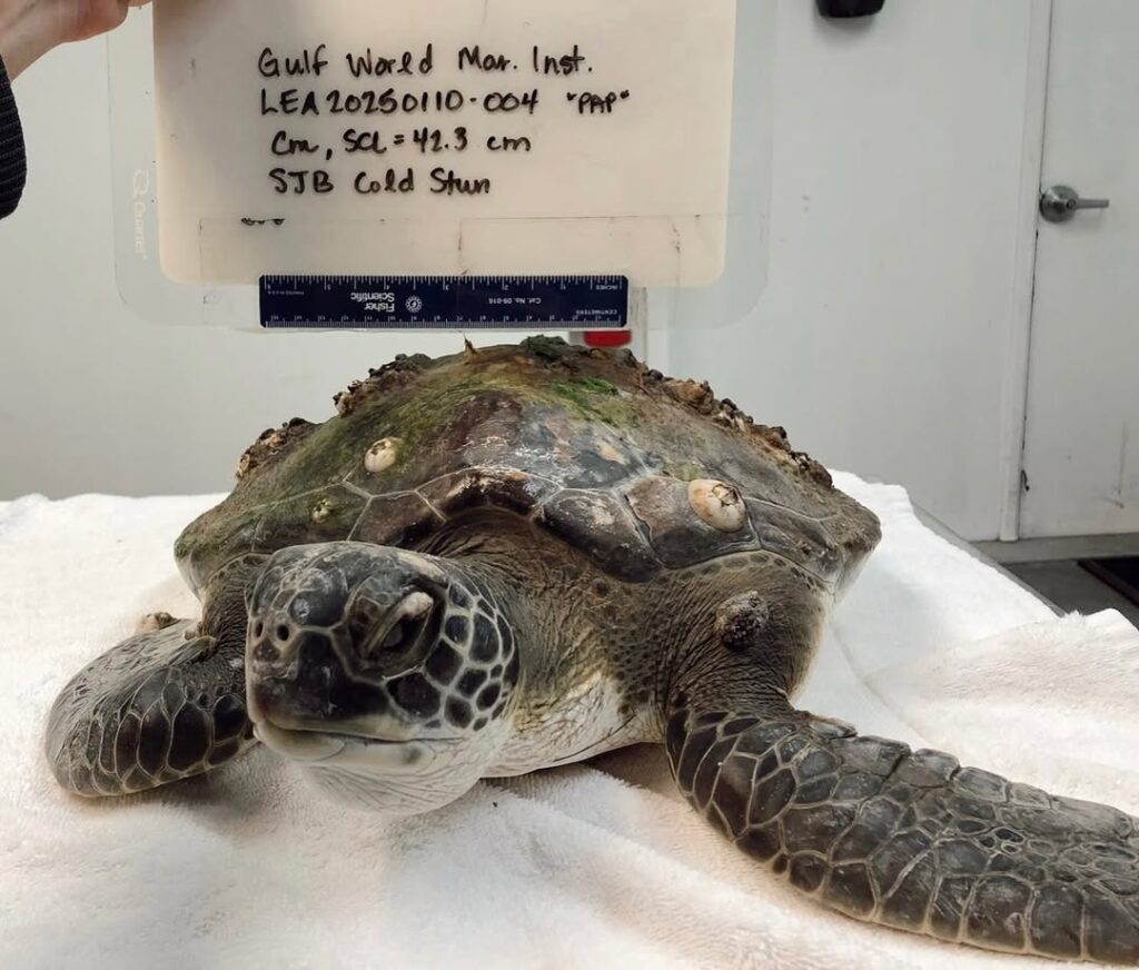 Four Green Sea Turtles return to the Sea! - The Dolphin Company